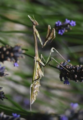 Réf. 235 257 : Empusa pennata